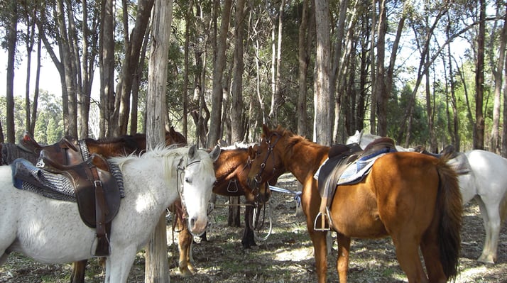 Pferde bei Ranchwork in Australien