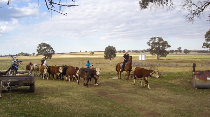 Kühe treiben bei der Rancharbeit in Australien