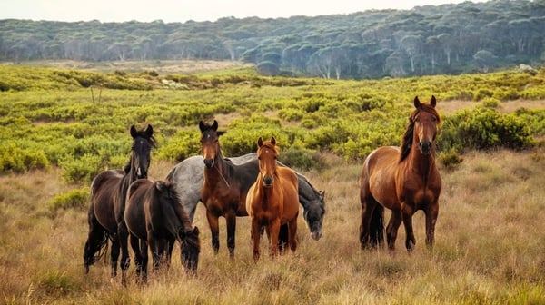 aifs-australien-ranchwork-pferde