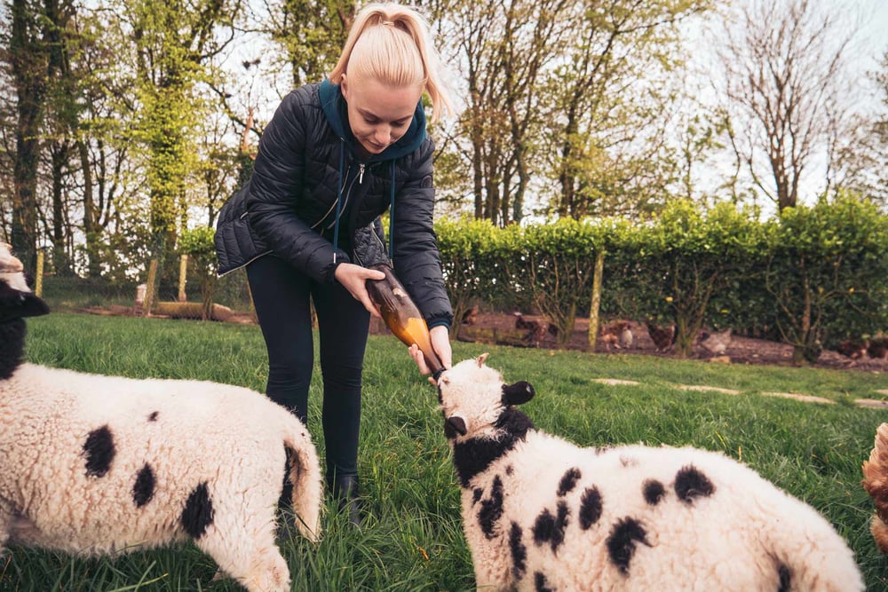 Arbeite mit AIFS auf einer Farm in Neuseeland