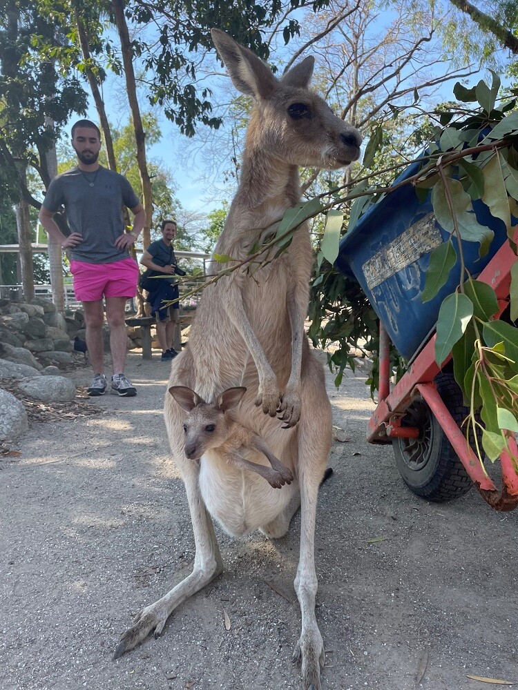 aifs-freiwilligenarbeit-australien-erfahrungen-elina-wildlife-habitat-känguru