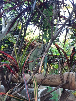 aifs-freiwilligenarbeit-madagaskar-lemurenschutzstation-ugc-merlem-chamealeon
