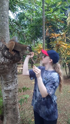 aifs-freiwilligenarbeit-madagaskar-lemurenschutzstation-ugc-merlem-lemur-fuettern