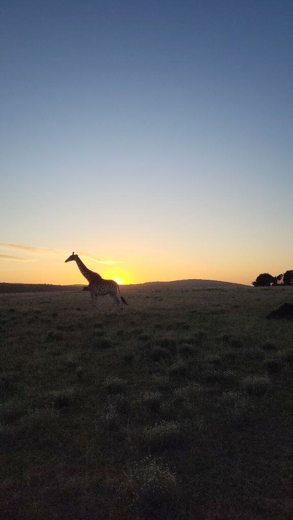 aifs-freiwilligenarbeit-südafrika-ugc-lenam-giraffe-big-5