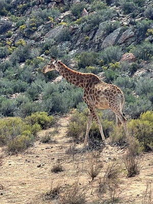 aifs-freiwilligenarbeit-suedafrika-teaching-allyb-ugc-giraffe-@ally.brn