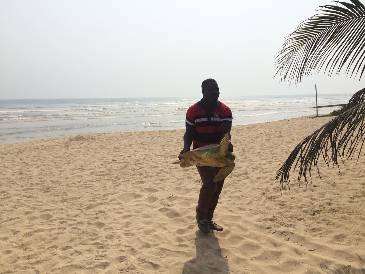 aifs-ghana-freiwilligenarbeit-naturschutz-tier-schildkoete-strand-person