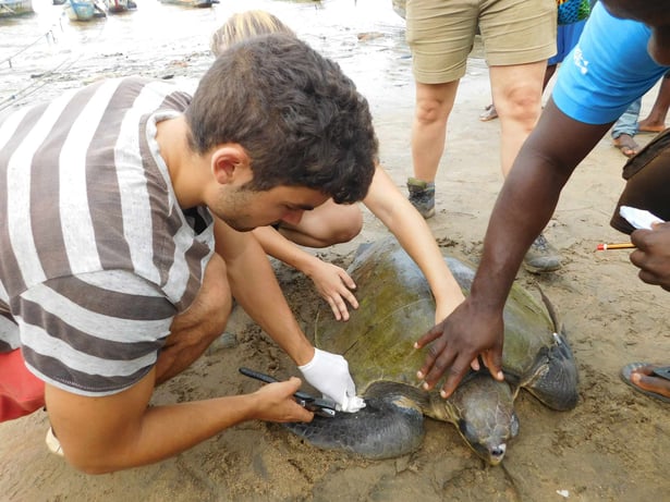 aifs-ghana-freiwilligenarbeit-naturschutz-tier-schildkoete-strand-personen-1