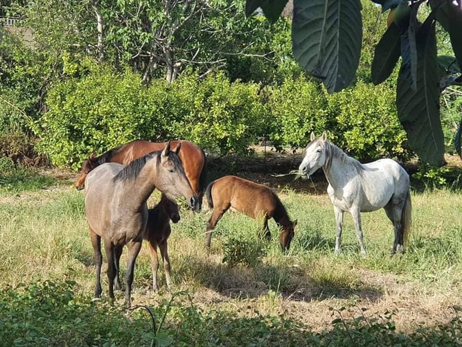 aifs-griechenland-kreta-freiwilligenarbeit-pferdeprojekt-pferde-tiere-5