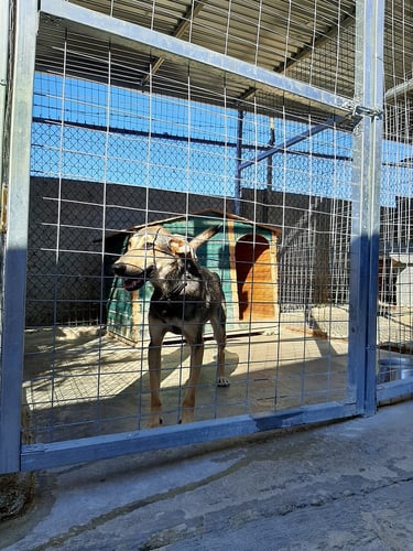 aifs-griechenland-kreta-freiwilligenarbeit-tierheim-hund