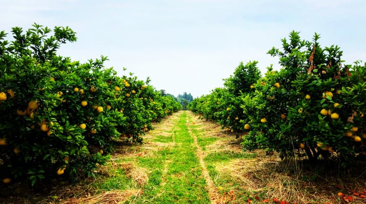 aifs-japan-farmwork-and-travel-feld