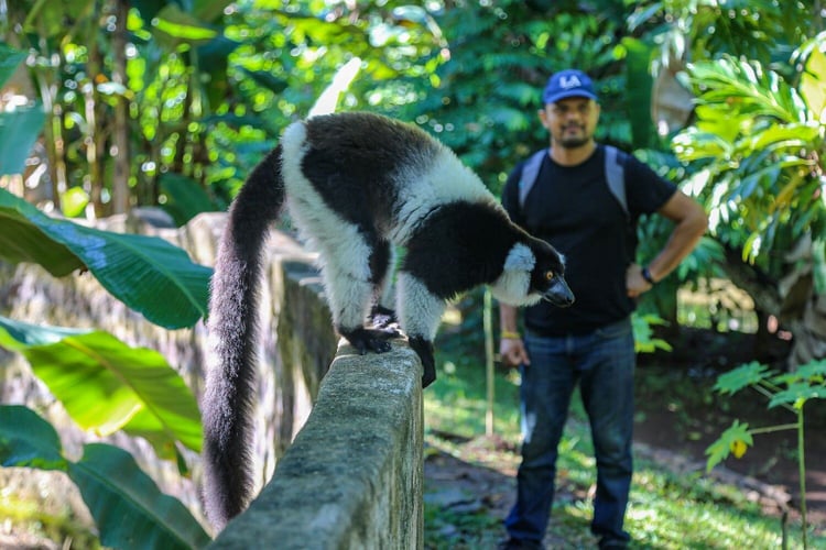 aifs-madagaskar-freiwilligenarbeit-lermur-person