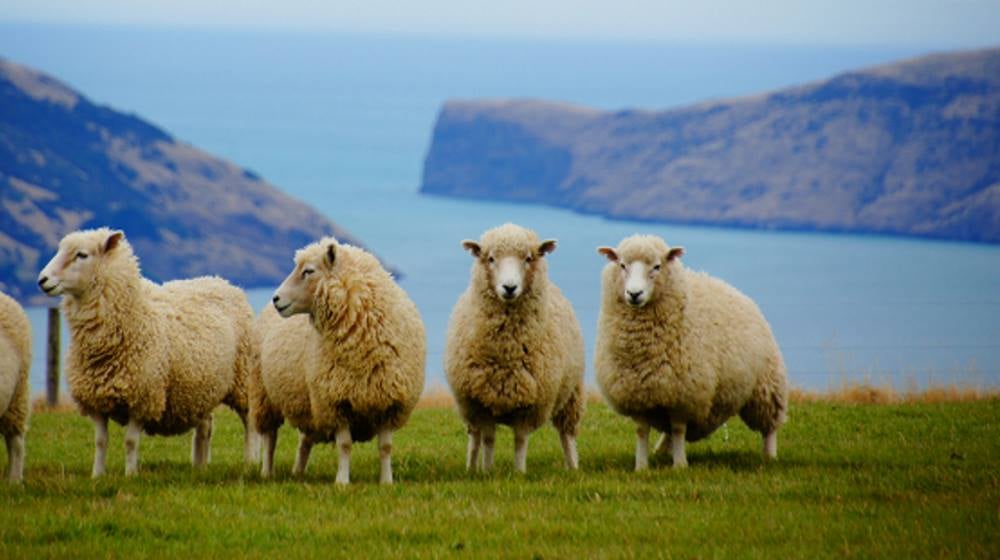 aifs-neuseeland-farmwork-schafe-berg-see
