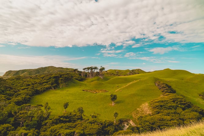 aifs-neuseeland-landschaft-wiese