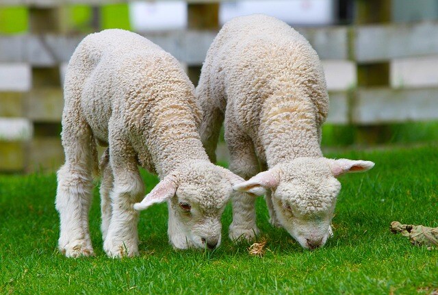 aifs-neuseeland-schaf-pixabay-Holgi