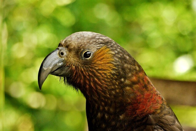 aifs-neuseeland-vogel-pixabay-touristbirds