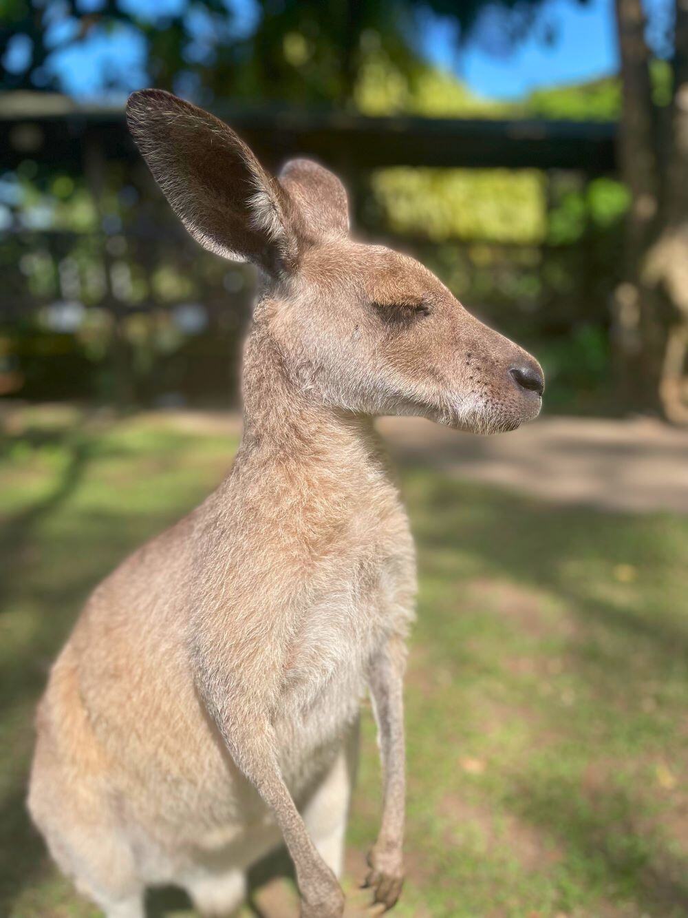 aifs-rainforest-station-freiwilligenarbeit-australien-känguru-sonne