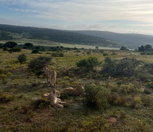 aifs-südafrika-freiwilligenarbeit-big-5-wildlife-löwen-ugc-mascha