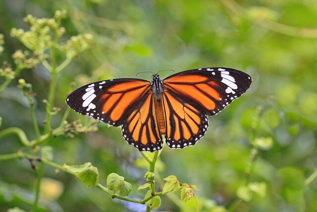 aifs-schmetterling-neuseeland-pixabay-gyulche1