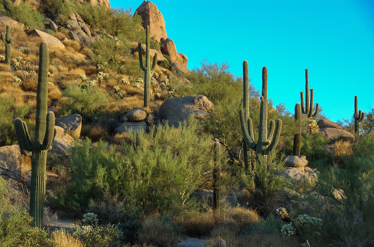 Schüleraustausch in Phoenix