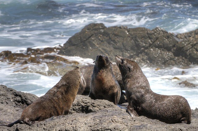 aifs-seebär-neuseeland-pixabay-Holgi