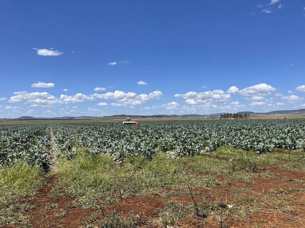 aifs-work-and-travel-erfahrungen-australien-alex-Farm Gatton