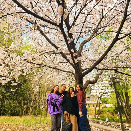 aifs-work-and-travel-südkorea-partnerfotos-personen-kirschblüten