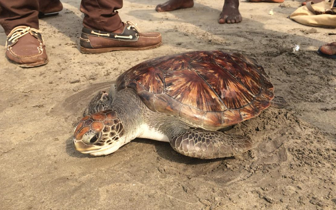 aifs_ghana_frewilligenarbeit_schildkröte_strand