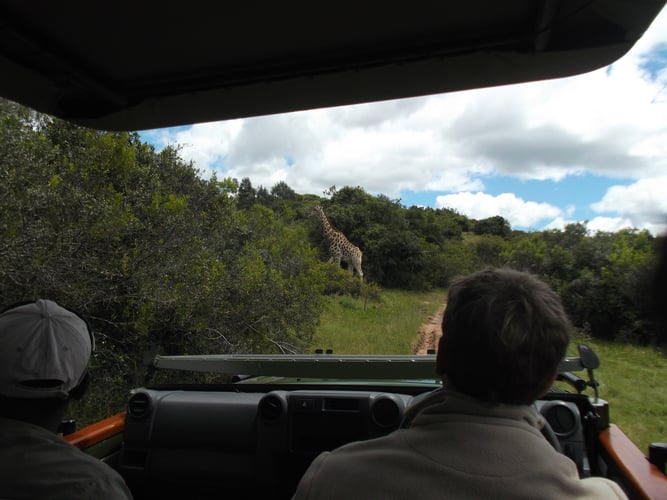 Entdecke die Big 5 im Freiwilligenprojekt in Südafrika