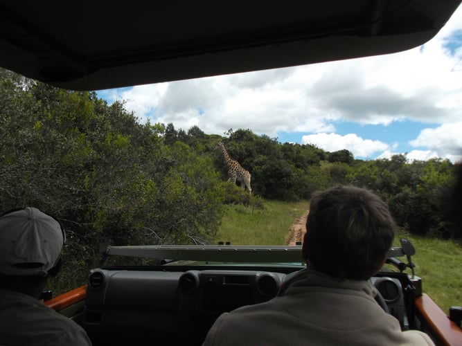 aifs_südafrika_wildlife_reservat_personen_auto_giraffe