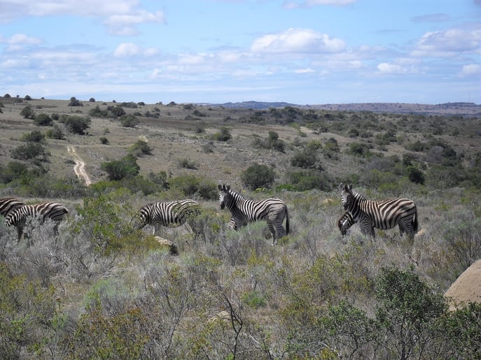 Zebras im Freiwilligenprojekt in Südafrika