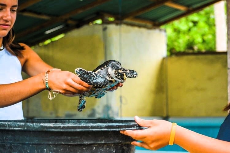 freiwilligenarbeit-adventure-trips-bali-turtle-week-partnerfotos (2)