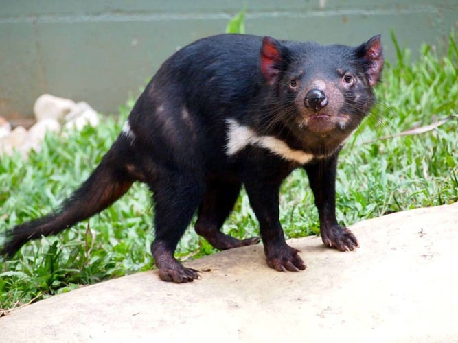 freiwilligenarbeit-australien-partnerfotos-Tasmanian-Devil-rainforeststation