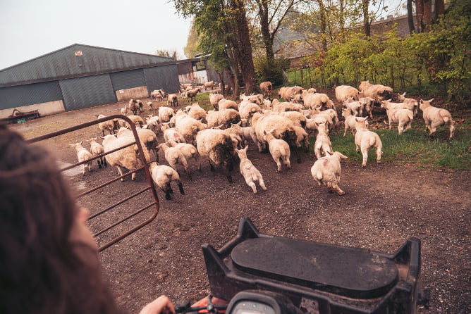 aifs-farmwork-tiere-schafe-program-carousel-668x1000