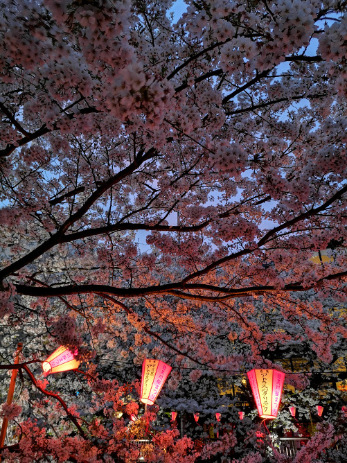 aifs-japan-tokyo.lampen-kirschblüten-program-carousel-668x1000