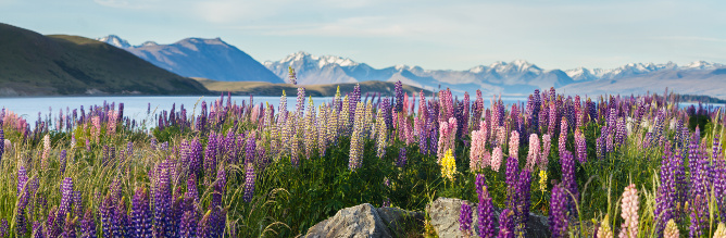 aifs-neuseeland-allgemein-see-lupinen-program-carousel-668x1000