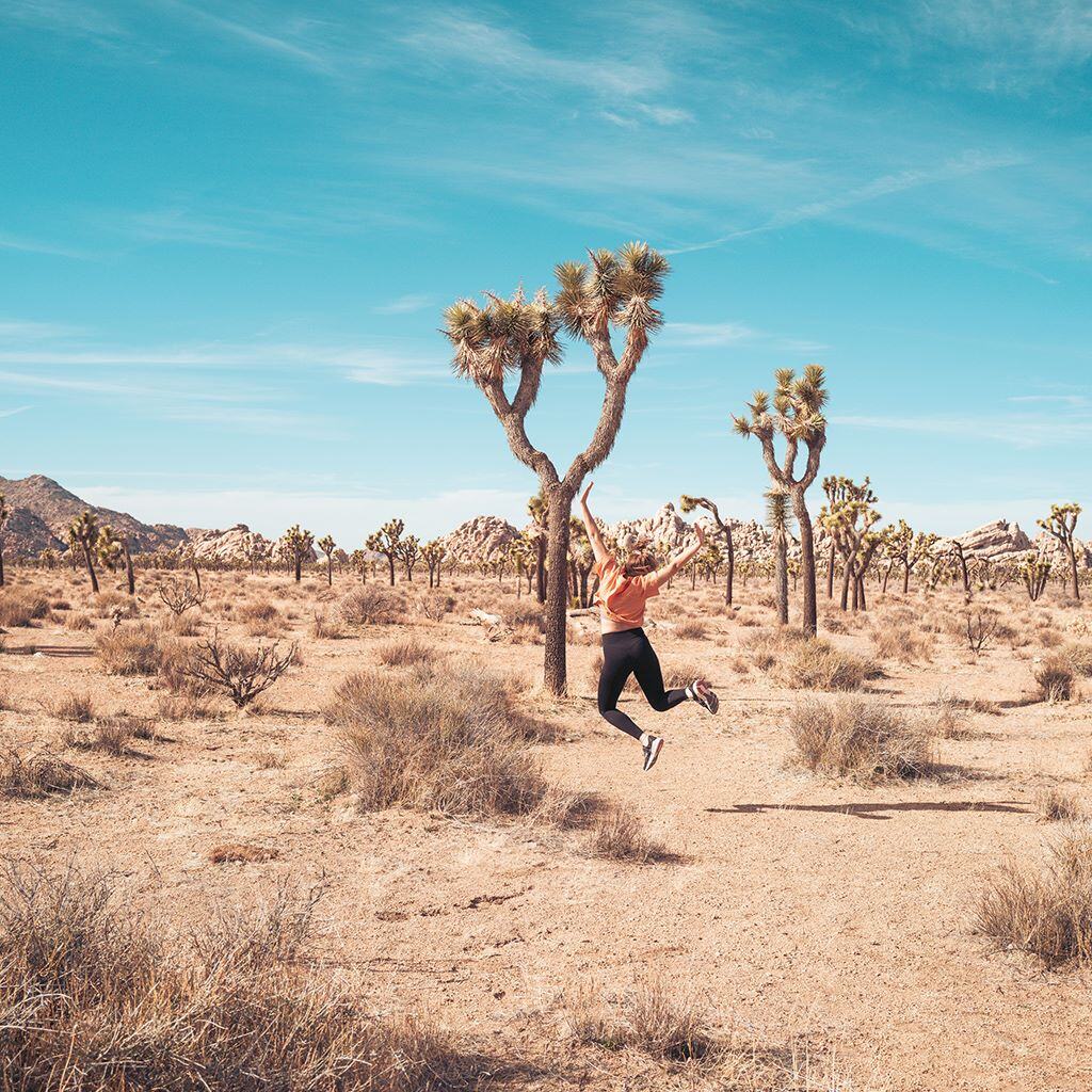 Erlebe den Joshua Tree beim Adventure Trip in den USA mit AIFS