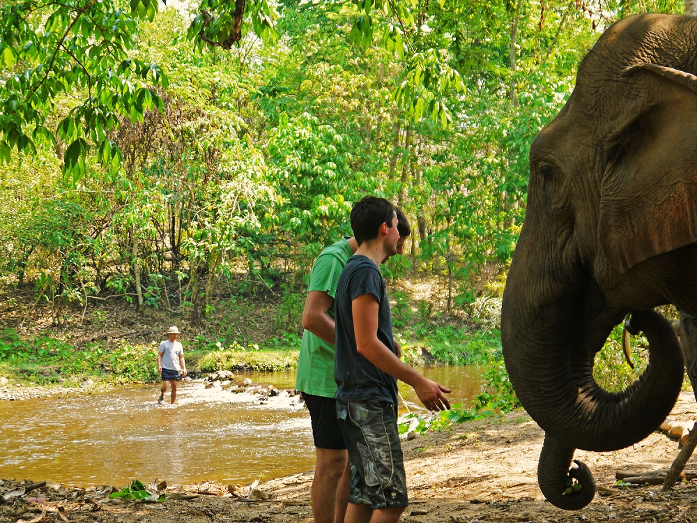 Faszinierende Begegnung: AIFS Adventure Trip - Elefanten in der Thailand Adventure Week.