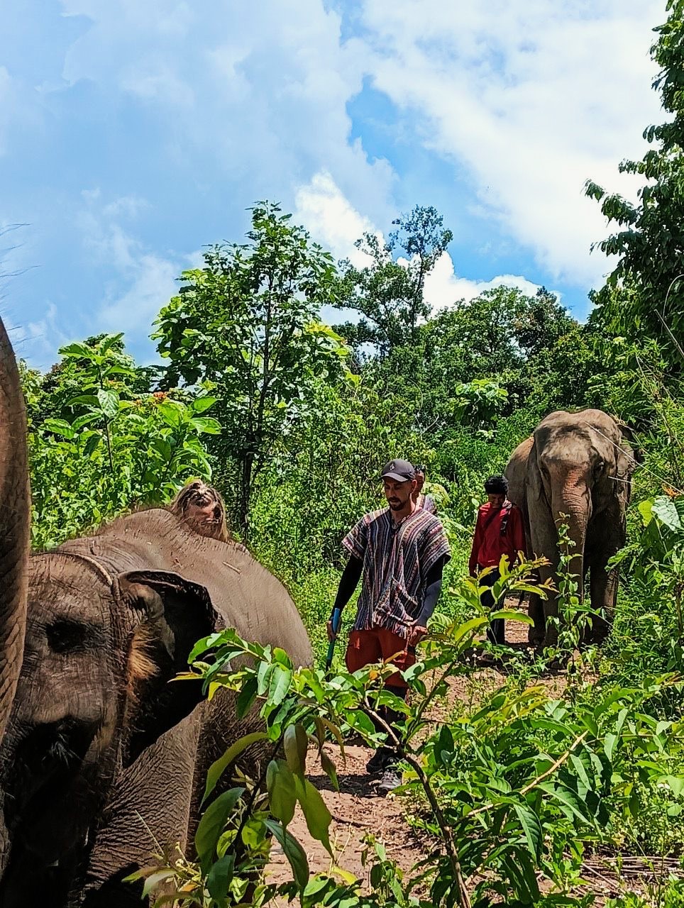 Einzigartige Begegnung: AIFS Adventure Trip - Elefantenwoche in Thailand mit faszinierenden Elefanten
