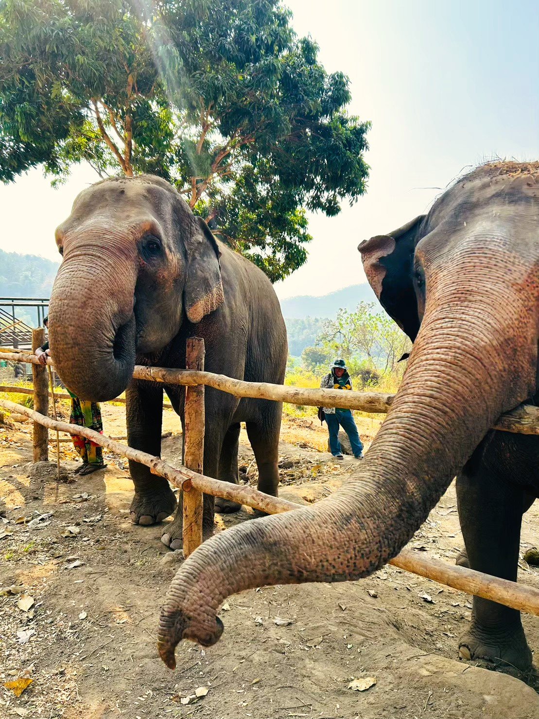 Magische Momente: AIFS Adventure Trip - Elefantenwoche in Thailand mit majestätischen Elefanten