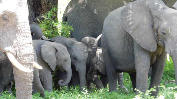 aifs-eswatini-safari-elefanten
