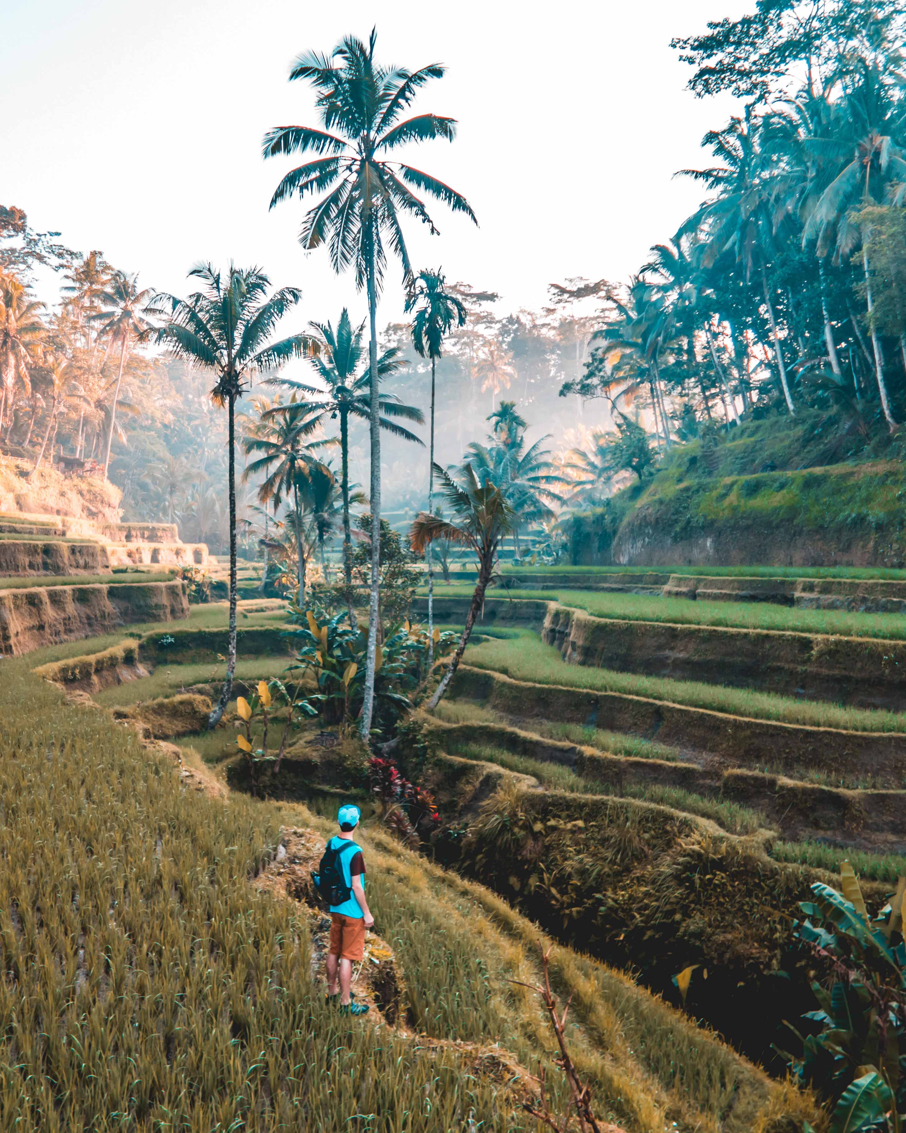 AIFS Adventure Trips Bali: Person entdeckt Reisterrassen und Palmen – Erlebe unvergessliche Abenteuer mit AIFS in Indonesien