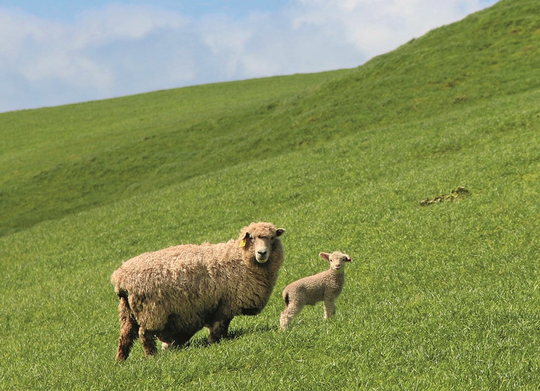 aifs-neuseeland-farmwork-schafe