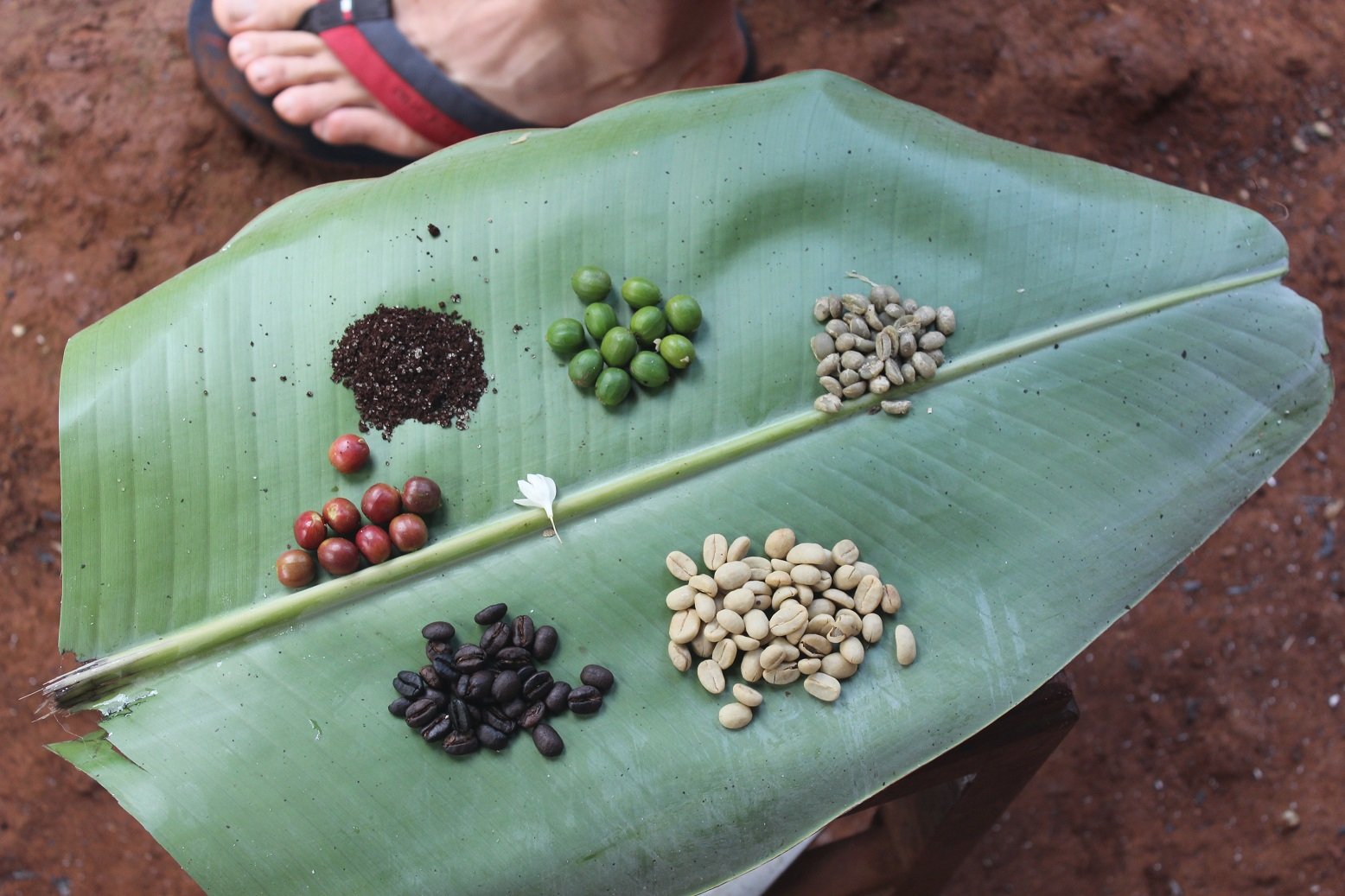 aifs-tansania-sansibar-freiwilligenprojekte-project-trees-for-future-blatt-kaffee